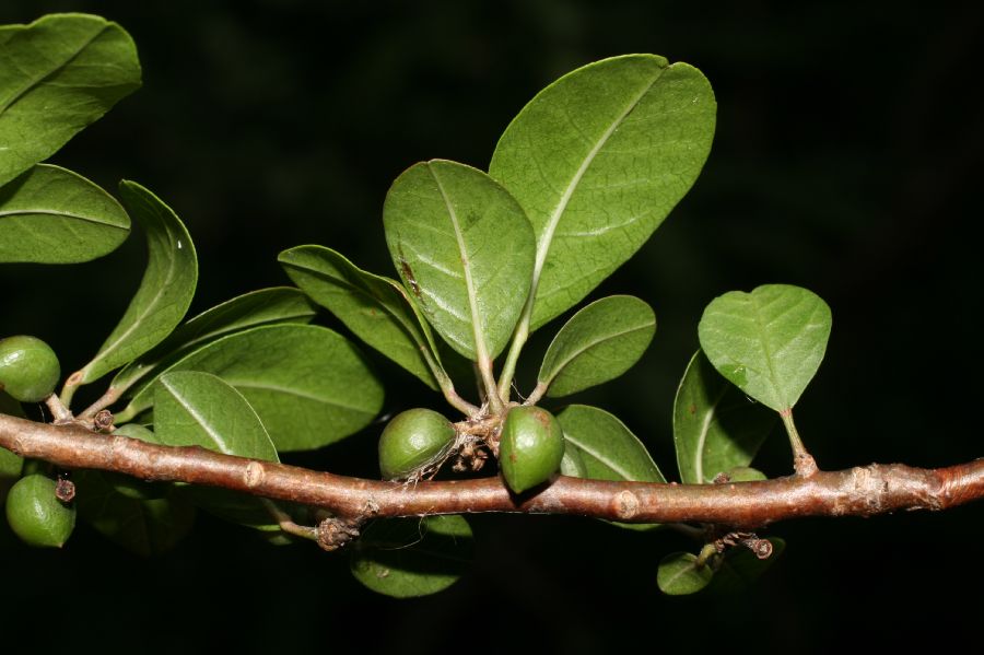 Burseraceae Bursera schlechtendahlii