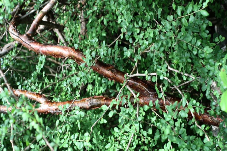 Burseraceae Bursera schlechtendahlii