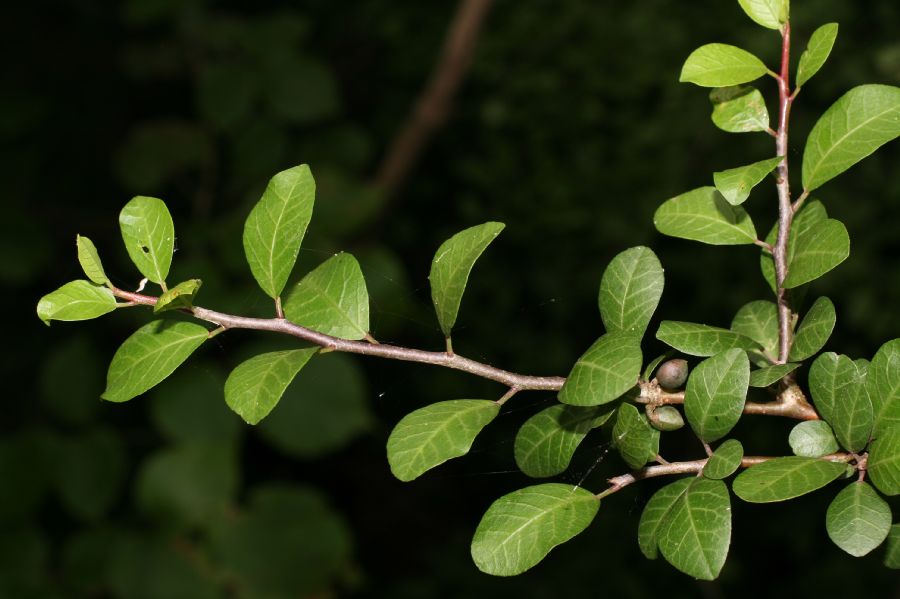 Burseraceae Bursera schlechtendahlii