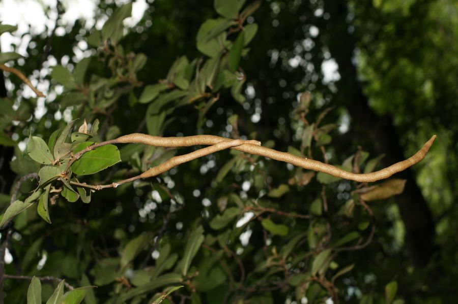 Capparaceae Capparis indica