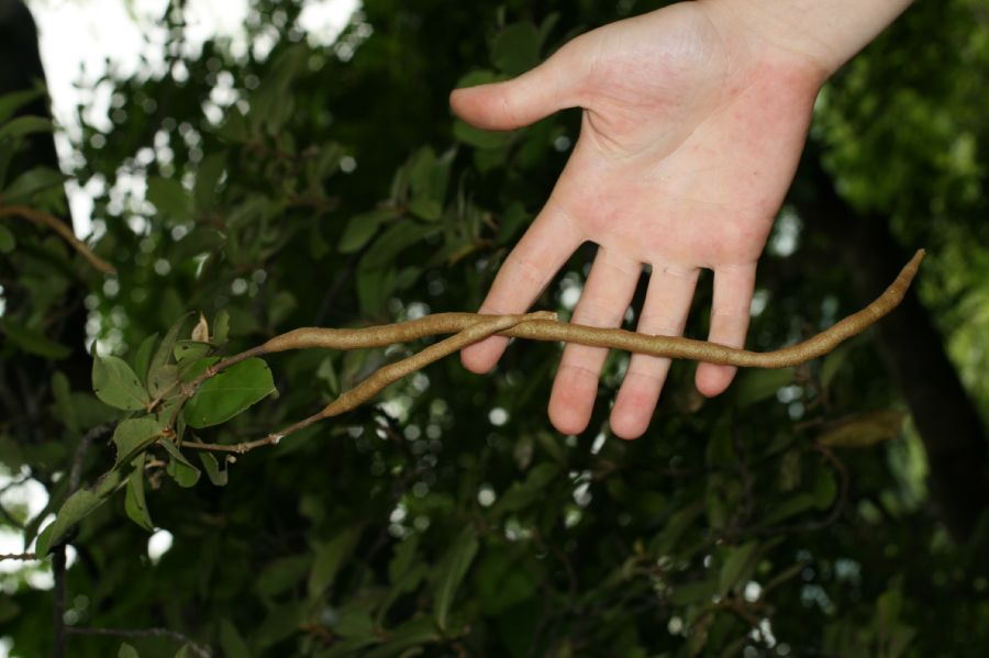 Capparaceae Capparis indica