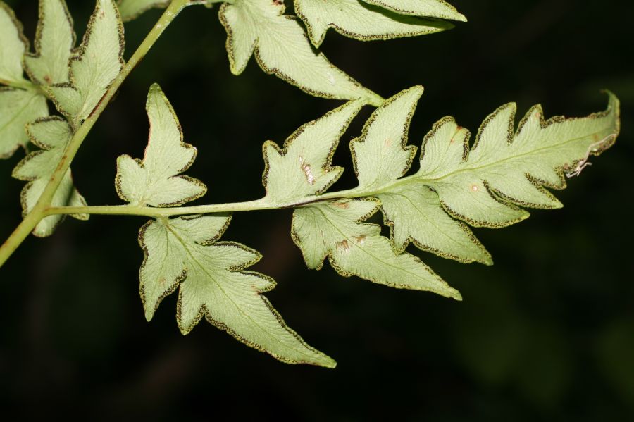 Pteridaceae Cheilanthes skinneri