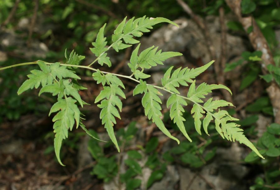 Pteridaceae Cheilanthes skinneri