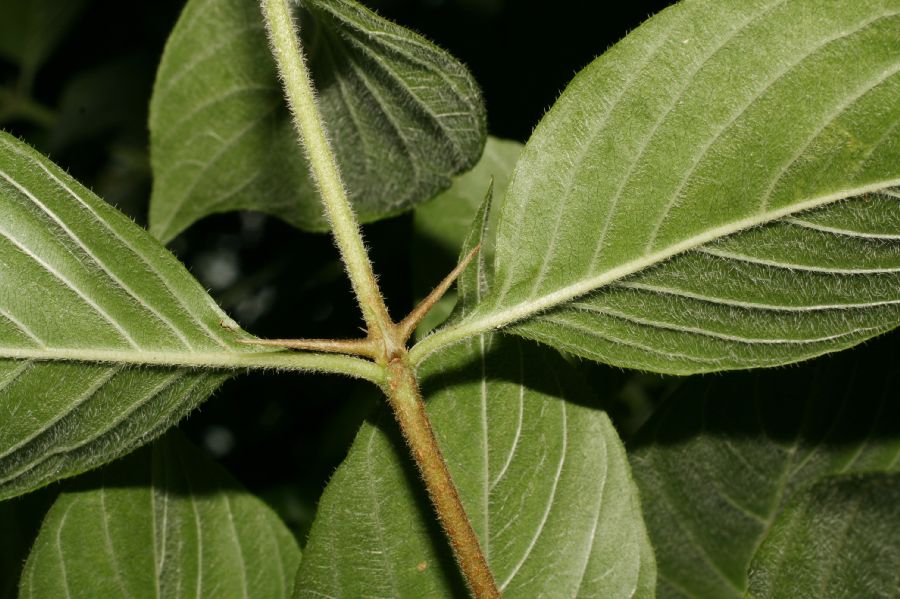 Rubiaceae Chomelia 