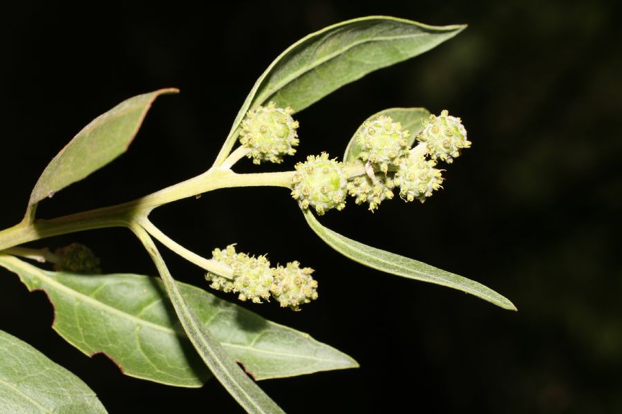 Combretaceae Conocarpus erectus