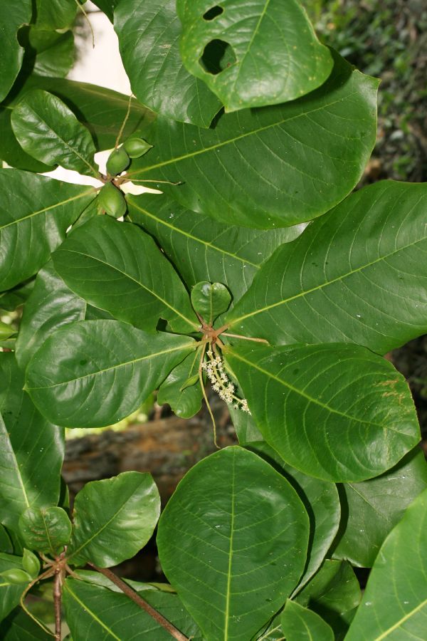 Combretaceae Terminalia catappa