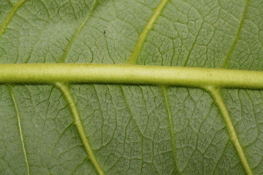 Combretaceae Terminalia catappa