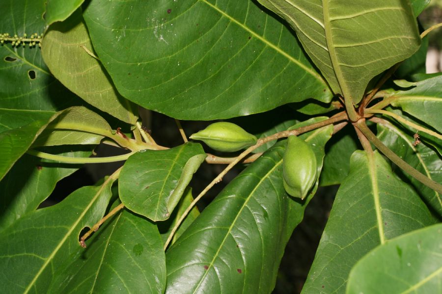 Combretaceae Terminalia catappa