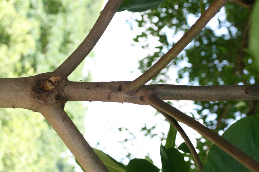 Combretaceae Terminalia catappa