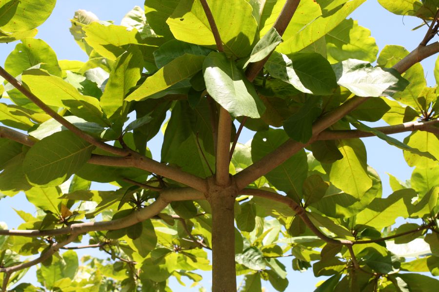 Combretaceae Terminalia catappa