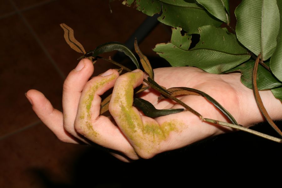 Lomariopsidaceae Lomariopsis japurensis