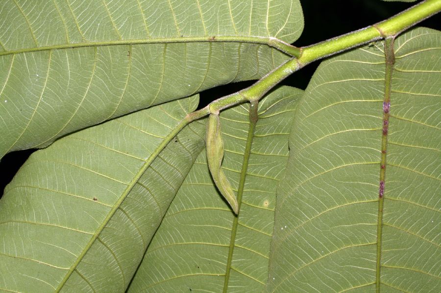 Moraceae Castilla elastica