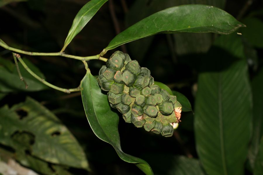 Araceae Heteropsis oblongifolia