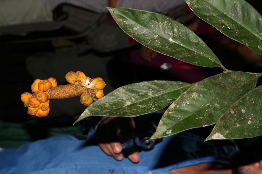 Araceae Heteropsis oblongifolia