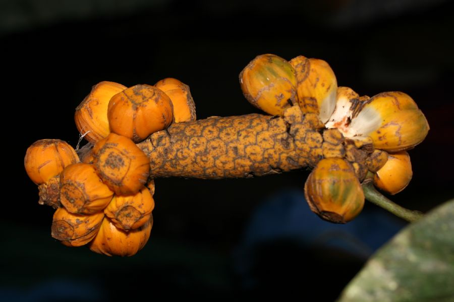 Araceae Heteropsis oblongifolia