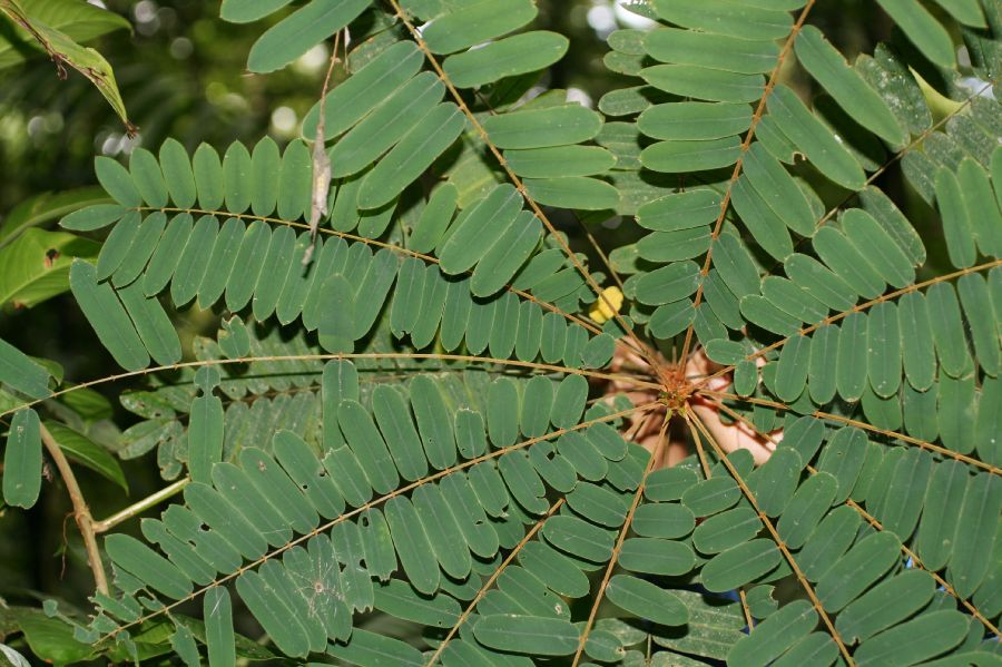 Fabaceae Hymenolobium mesoamericanum