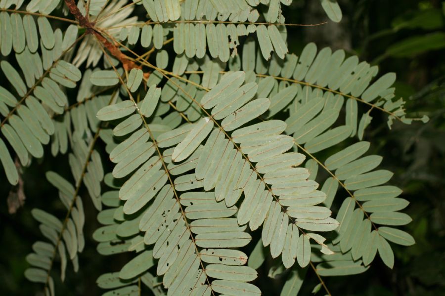 Fabaceae Hymenolobium mesoamericanum