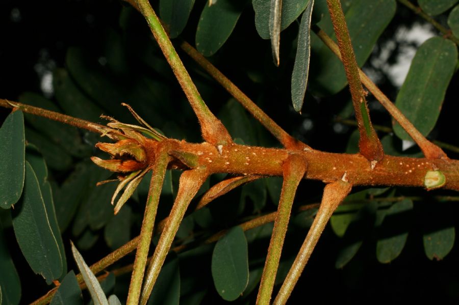 Fabaceae Hymenolobium mesoamericanum