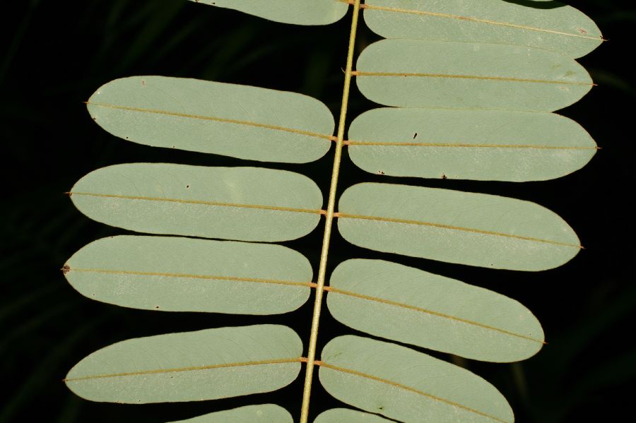 Fabaceae Hymenolobium mesoamericanum