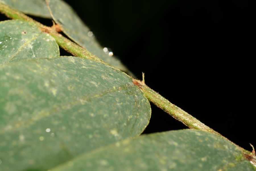 Fabaceae Hymenolobium mesoamericanum