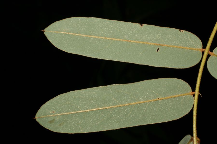 Fabaceae Hymenolobium mesoamericanum