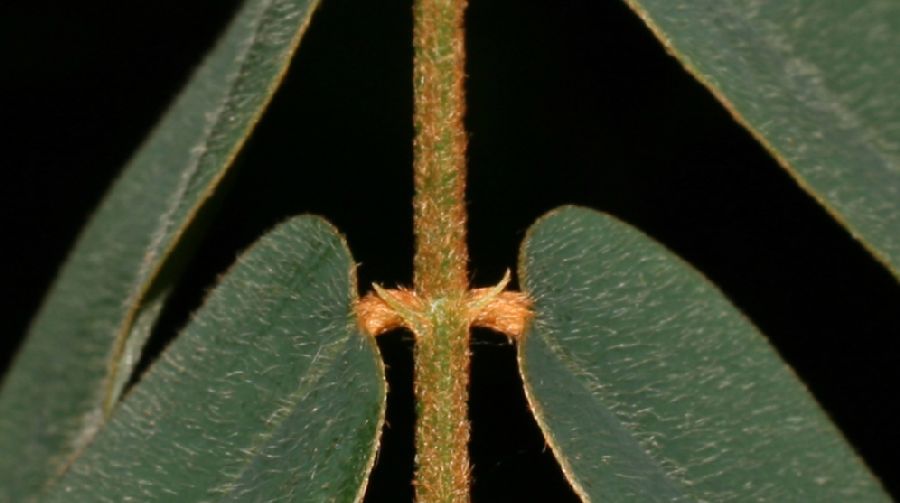 Fabaceae Hymenolobium mesoamericanum