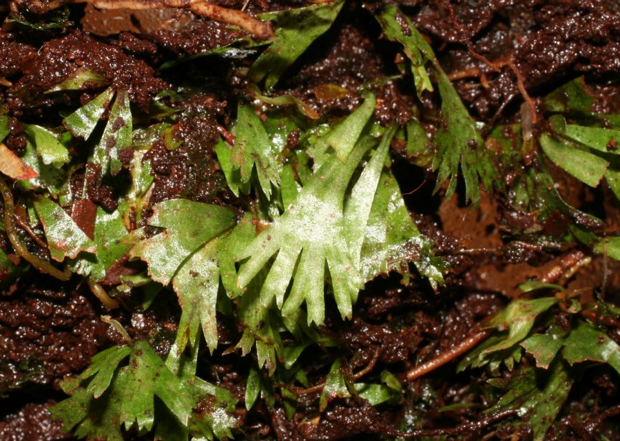 Pteridaceae Hecistopteris pumila