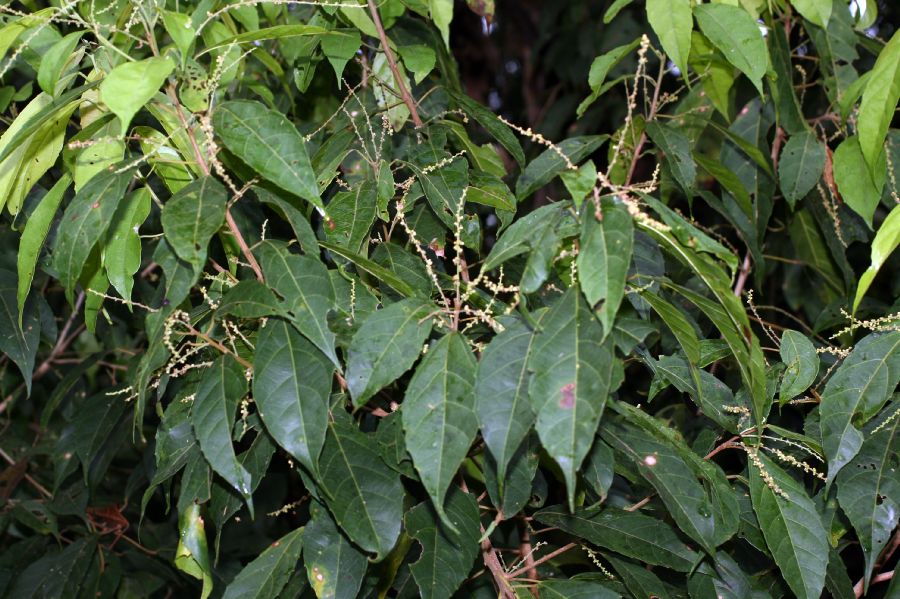 Euphorbiaceae Alchornea costaricensis