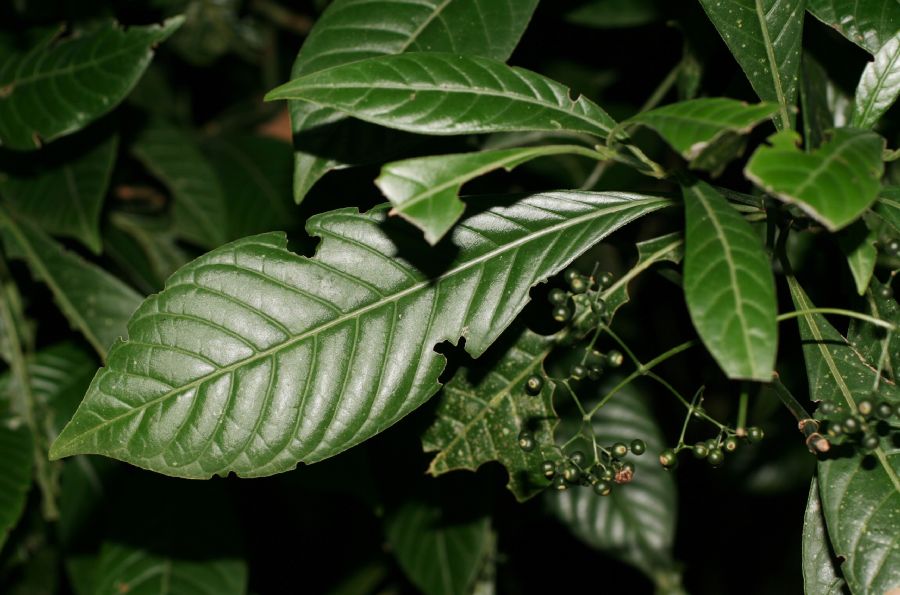 Rubiaceae Psychotria marginata