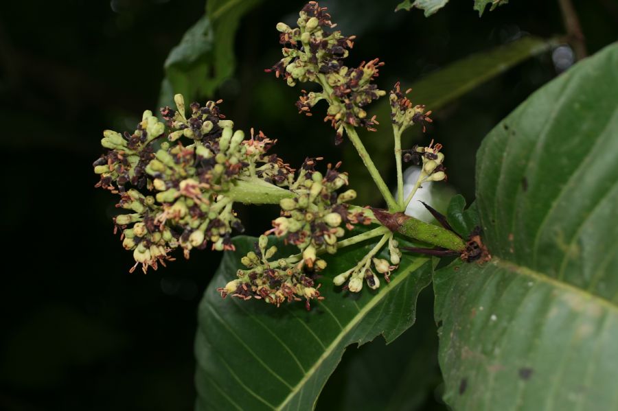 Rubiaceae Simira maxonii