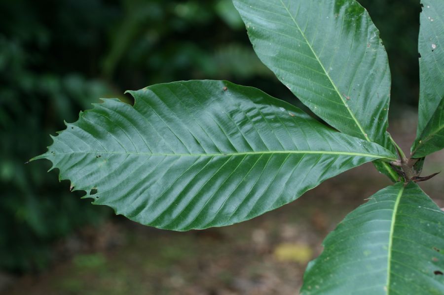 Rubiaceae Simira maxonii