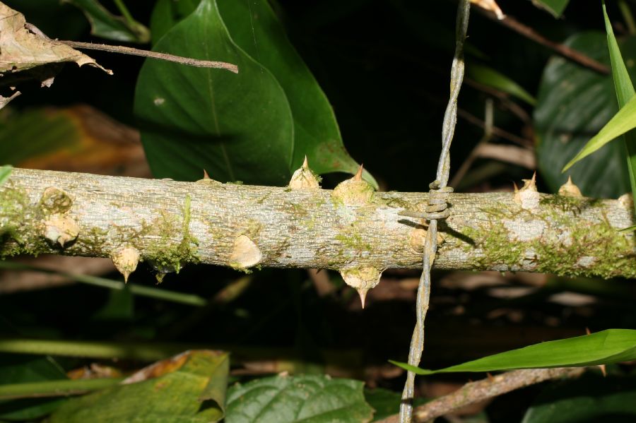 Rutaceae Zanthoxylum riedelianum