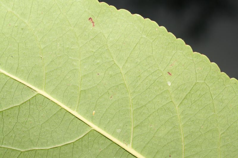 Salicaceae Casearia corymbosa