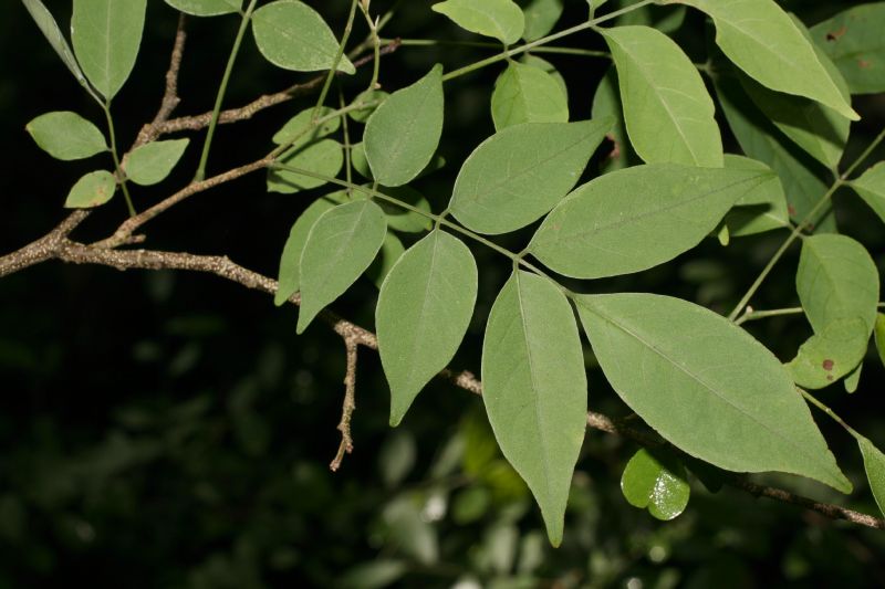 Meliaceae Trichilia 