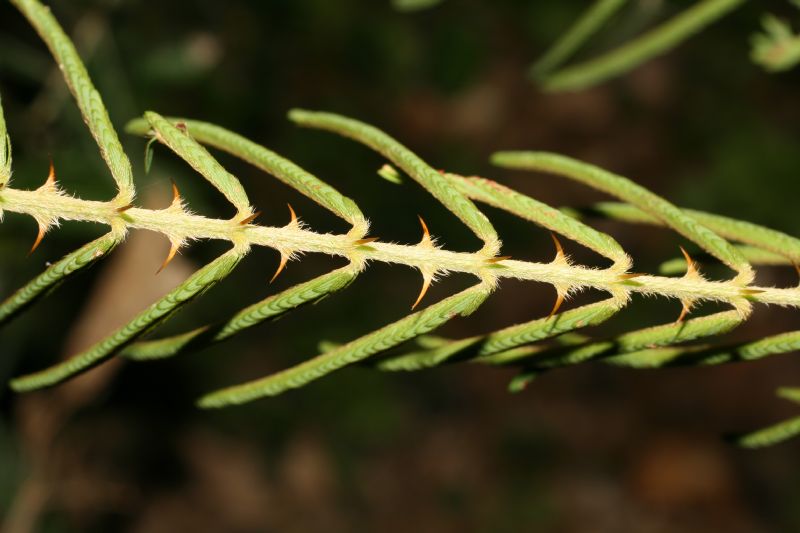 Fabaceae Mimosa pigra