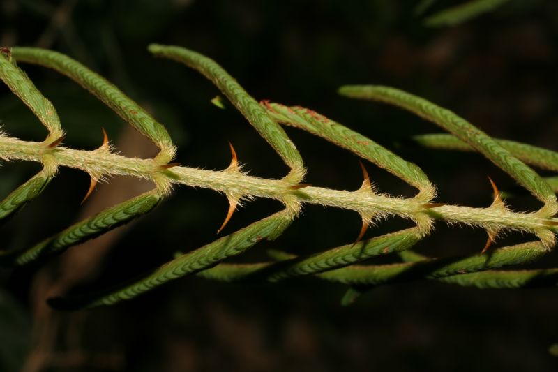 Fabaceae Mimosa pigra