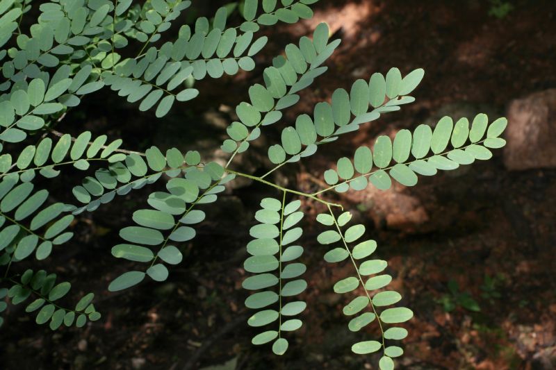 Fabaceae Myrospermum frutescens