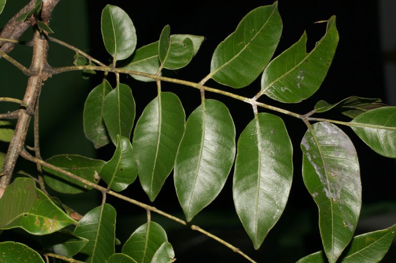 Anacardiaceae Spondias 