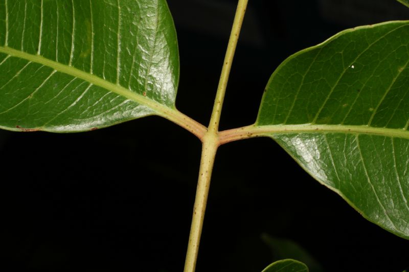 Anacardiaceae Spondias 