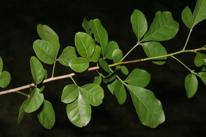 Meliaceae Trichilia 