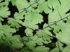 image of Adiantum concinnum