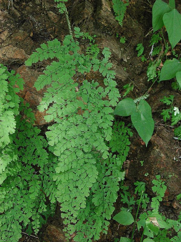 Pteridaceae Adiantum concinnum