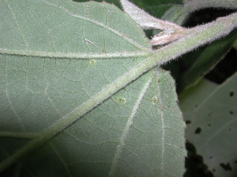 Euphorbiaceae Bernardia nicaraguensis