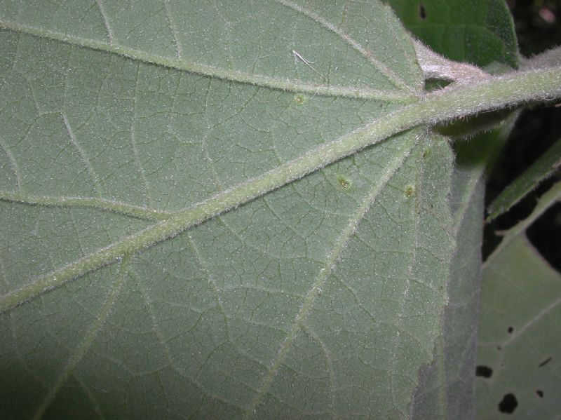 Euphorbiaceae Bernardia nicaraguensis