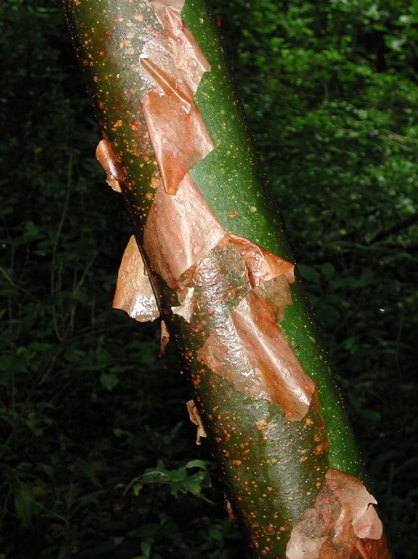 Burseraceae Bursera simarubra