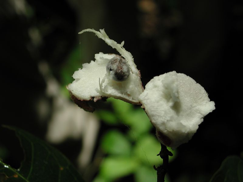 Capparaceae Capparis banduca