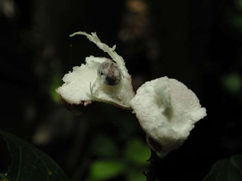 Capparaceae Capparis banduca