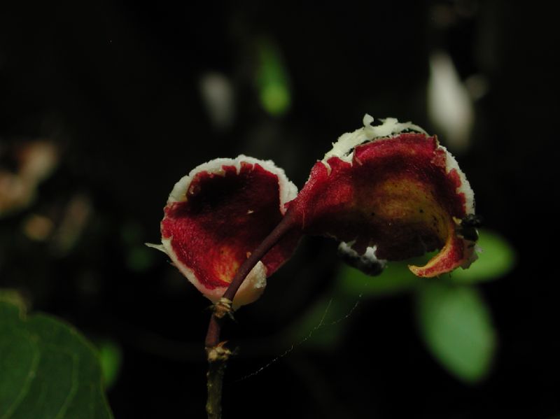 Capparaceae Capparis banduca