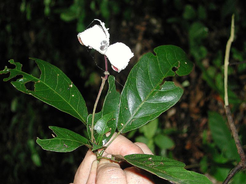 Capparaceae Capparis banduca