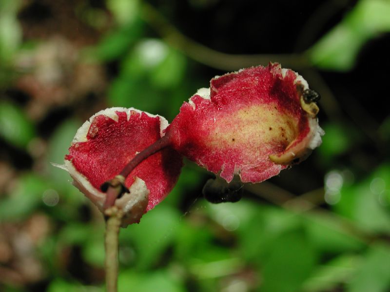 Capparaceae Capparis banduca